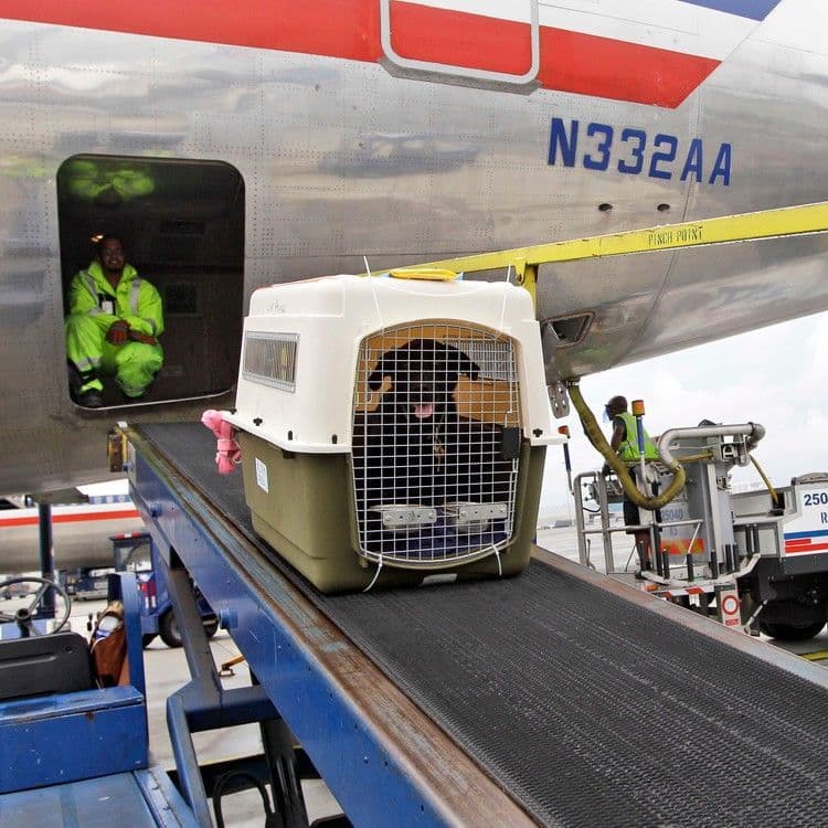 Pet Shipping